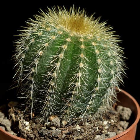 Eriocactus magnificus | Flickr - Photo Sharing!
