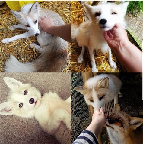 SE England SILVER FOX CUBS: 2019 waiting list now open. - Reptile Forums