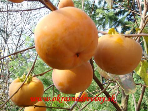 Diospyros kaki plod