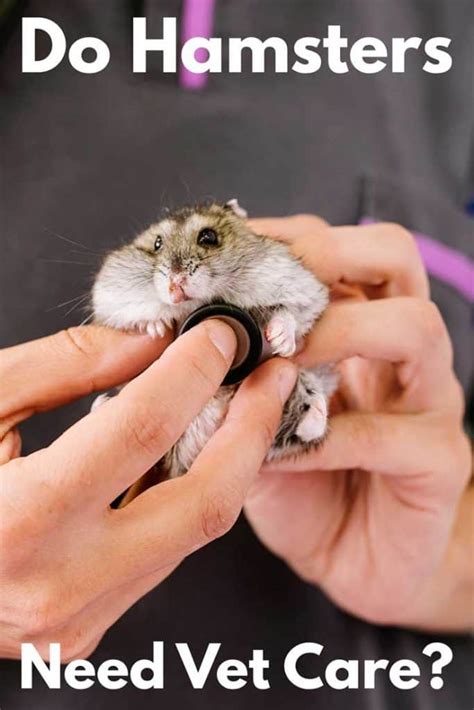 how to care for hamsters