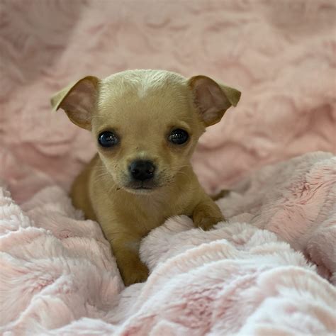 Chihuahua - SOLD Puppies For Sale - Waggs to Riches