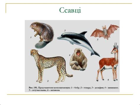 Ссавці. Чисельність ссавців - презентация онлайн