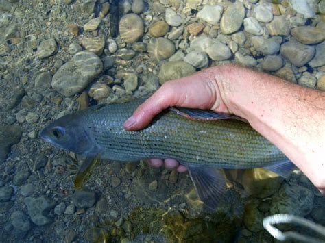 Pêche rivières Jura Vaud