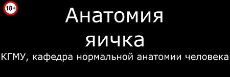 Строение и анатомия яичка