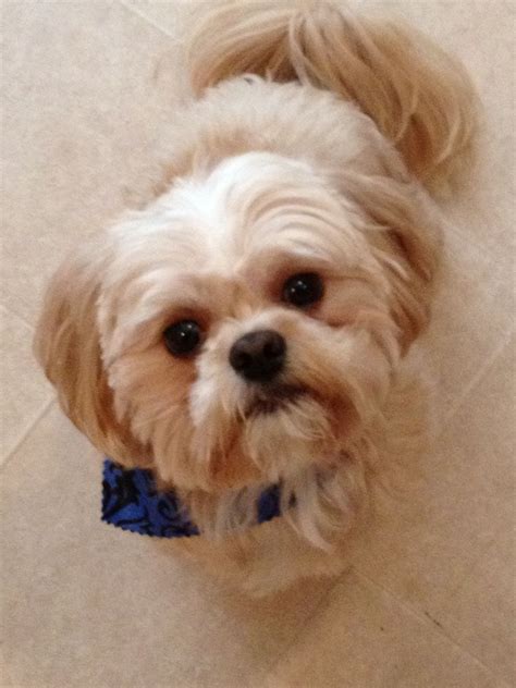 Shih Tzu Poodle Hairstyles | dev.onallcylinders.com