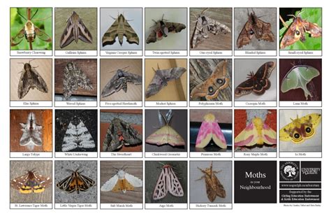 moths biodiversity sheet  arboretum