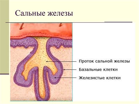 Обоняние, осязание, вкус - презентация онлайн