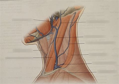 gross  unit  external jugular vein diagram quizlet