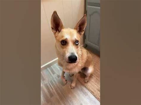 Puffball dog - YouTube
