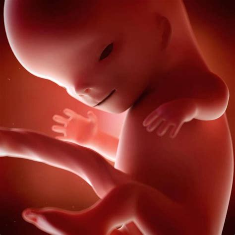 Bebê Com 11 Semanas - 11 semanas de gravidez: o desenvolvimento do bebê