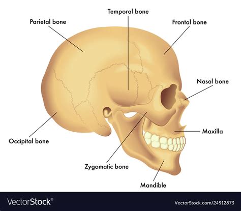 Basic skull anatomy Royalty Free Vector Image - VectorStock