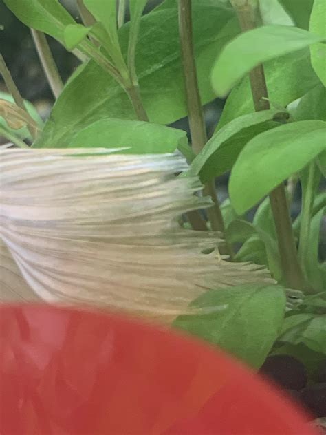 guide to cockatiel not eating for beginners 6