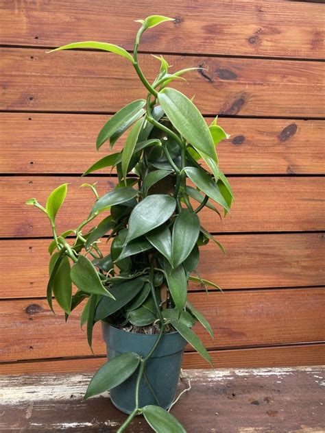 Large Vanilla Planifolia Vanilla Bean Orchid - Etsy