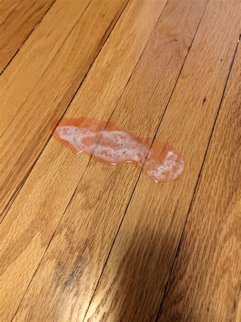 is this blood? cat just started zenequin for a UTI today, threw this up