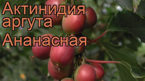 Актинидия аргута Ананасная (ananasnaya) 🌿 обзор: как сажать, рассада ...