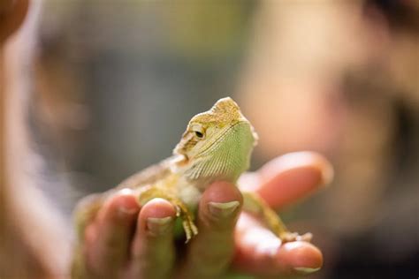 Bearded Dragon Care Guide: Diet, Housing, Facts - Reptile Craze