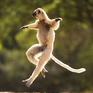 Slavenka & Obi: Dancing Lemur