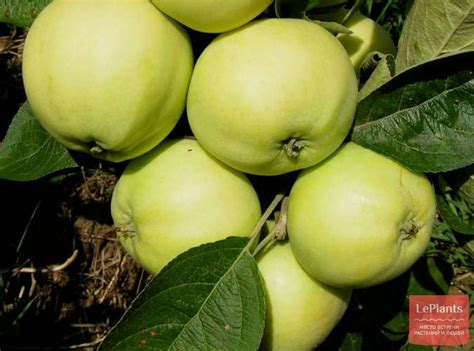 Яблоня 'Папировка' — описание сорта, характеристики | на LePlants.ru