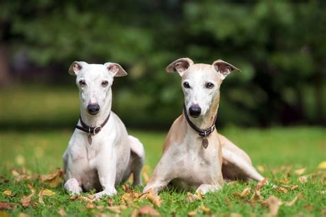 Whippet Dog Breed History Characteristics And Health Facts