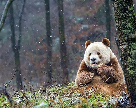 Природа: в мире животных: фото животных, смешные животные и исчезающие ...