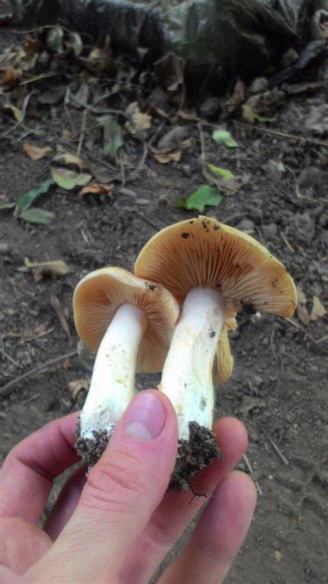 Энтолома ядовитая (Entoloma sinuatum) фото и описание