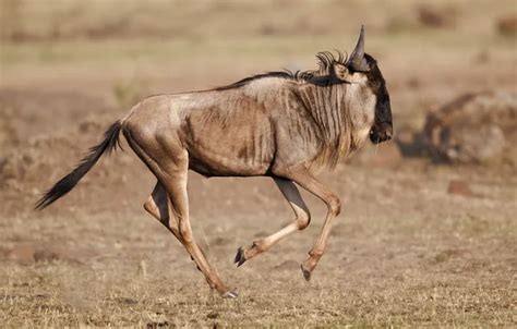 Wallpaper profile, jump, antelope, GNU for mobile and desktop, section ...
