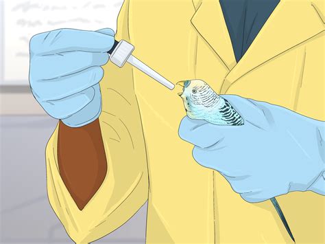 how to lovebird hiding step by step 3