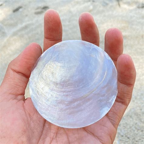 capiz shell royalty  images stock  pictures