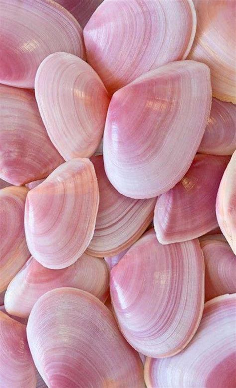 pink sea shell 22350186 Stock Photo at Vecteezy