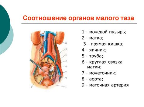 Организация акушерской помощи. Клиническая анатомия и физиология ...