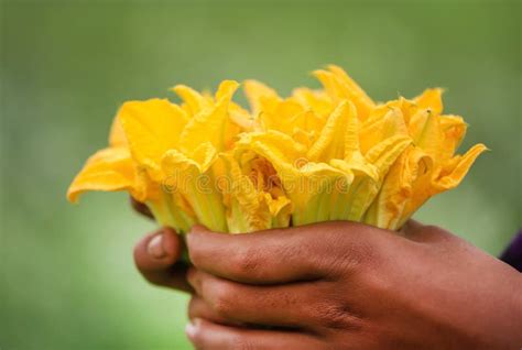 Edible pumpkin flower stock image. Image of pollen, gardening - 267431189