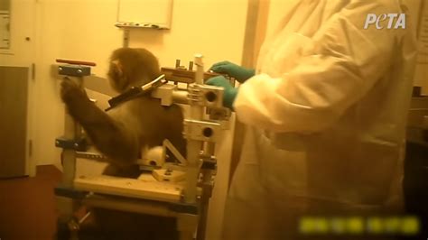 10 Awful Things Monkeys Used in Experiments Endure | PETA