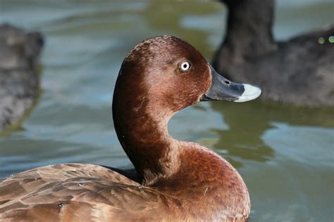 Hardhead Duck in Australia 24736669 Stock Photo at Vecteezy