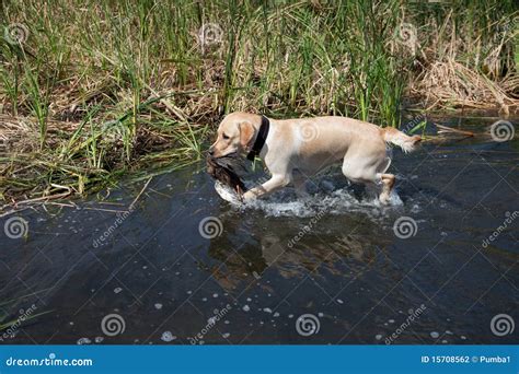 Hunting Labrador with Duck Bird Stock Photo - Image of hunter ...