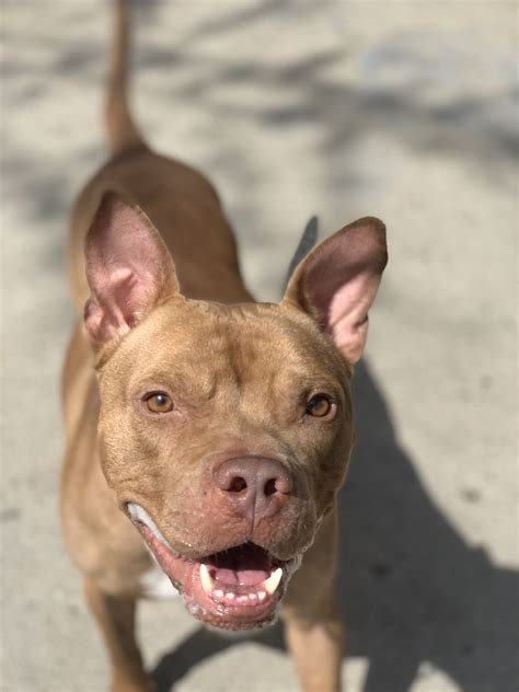 Available Pets – Chicago Canine Rescue