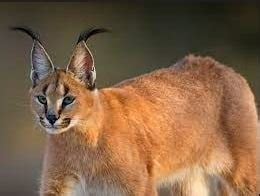 Kucing Caracal: Mengenal Fakta, Ciri-Ciri, Karakteristik, Harga dan ...