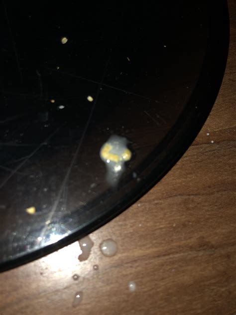 is it normal bird vomiting indoors 10