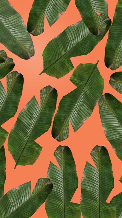 banana leaves wallpapers top  banana leaves backgrounds