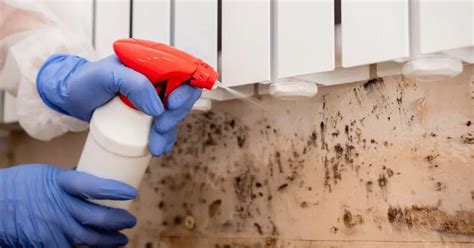 Tips to find mold-removal experts - ACTIVE MY HOME