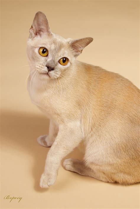 Are Burmese Cats Like Dogs