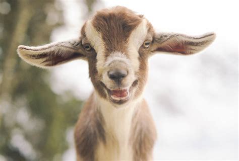 10 Smiling Animals to Brighten Your Day - homeyou
