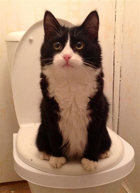 Как приучить кота, кошку, котенка к унитазу в квартире: ТОП 2 способа