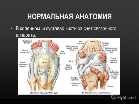 Как подготовить связки и суставы к силовой работе?