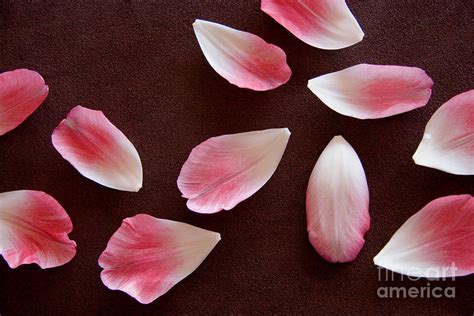 Pink Tulip Petals Photograph by Julia Hiebaum