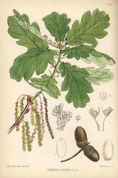 Common oak tree, Quercus robur. Handcoloured lithograph by