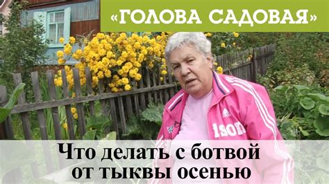 Голова садовая - Что делать с ботвой от тыквы осенью - YouTube