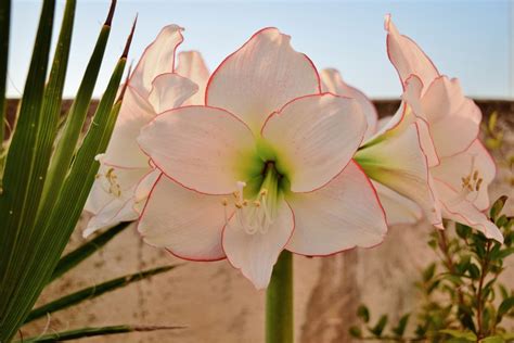 7 Amaryllis Flower Varieties To Grow in Your Spring Garden | HappySprout