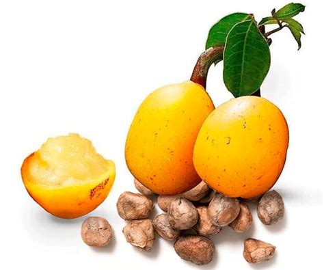 Conventional MARULA seed oil ‣ Parodi Nutra
