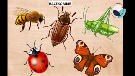 Занимательное видео о насекомых - YouTube