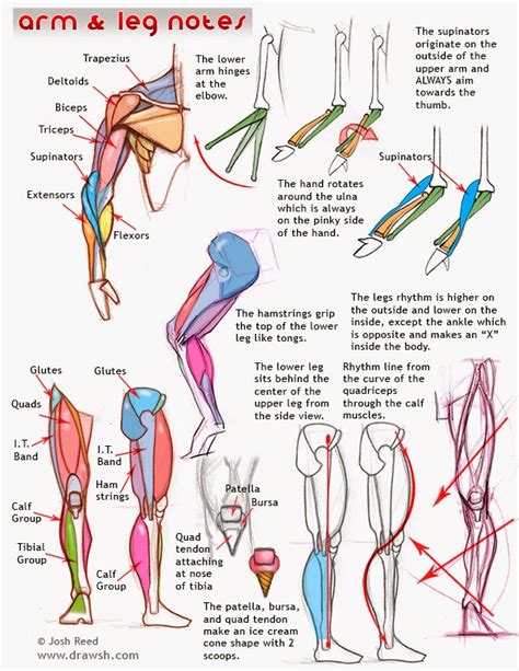 drawsh arm  leg notes